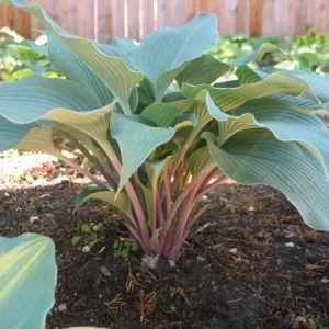 Hosta Evening Blush Live Perennial Plant – 3