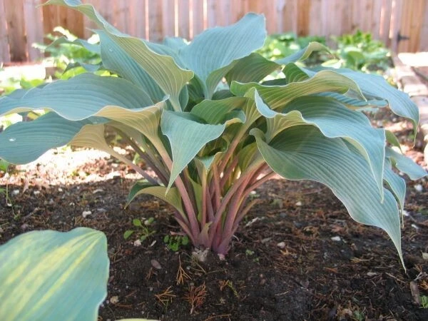 Hosta Evening Blush Live Perennial Plant – 3" Pot, Well Rooted, Shade - Image 2