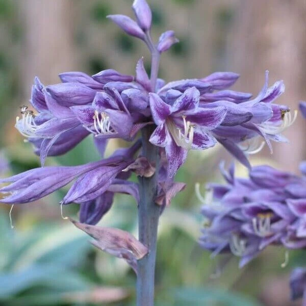 Hosta Evening Blush Live Perennial Plant – 3" Pot, Well Rooted, Shade - Image 3