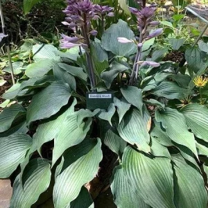 Hosta Evening Blush Live Perennial Plant – 3