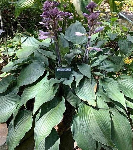 Hosta Evening Blush Live Perennial Plant – 3" Pot, Well Rooted, Shade - Image 4