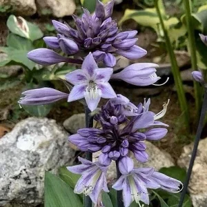 Hosta Evening Blush Live Perennial Plant – 3