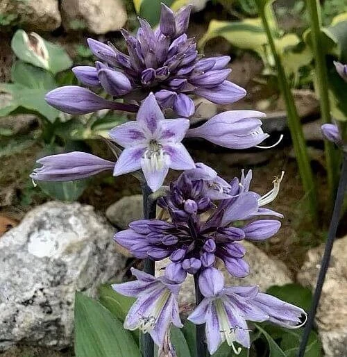 Hosta Evening Blush Live Perennial Plant – 3" Pot, Well Rooted, Shade - Image 1