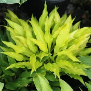 Hosta Fairy Dust Live Plant – 5.25 inch Pot – Well Rooted Perennial Shade Plant - Image 1