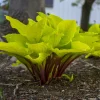 Hosta 'Fire Island' Live Plant - 5.25" Pot, Red Petioles, Perennial, Shade - Image 1
