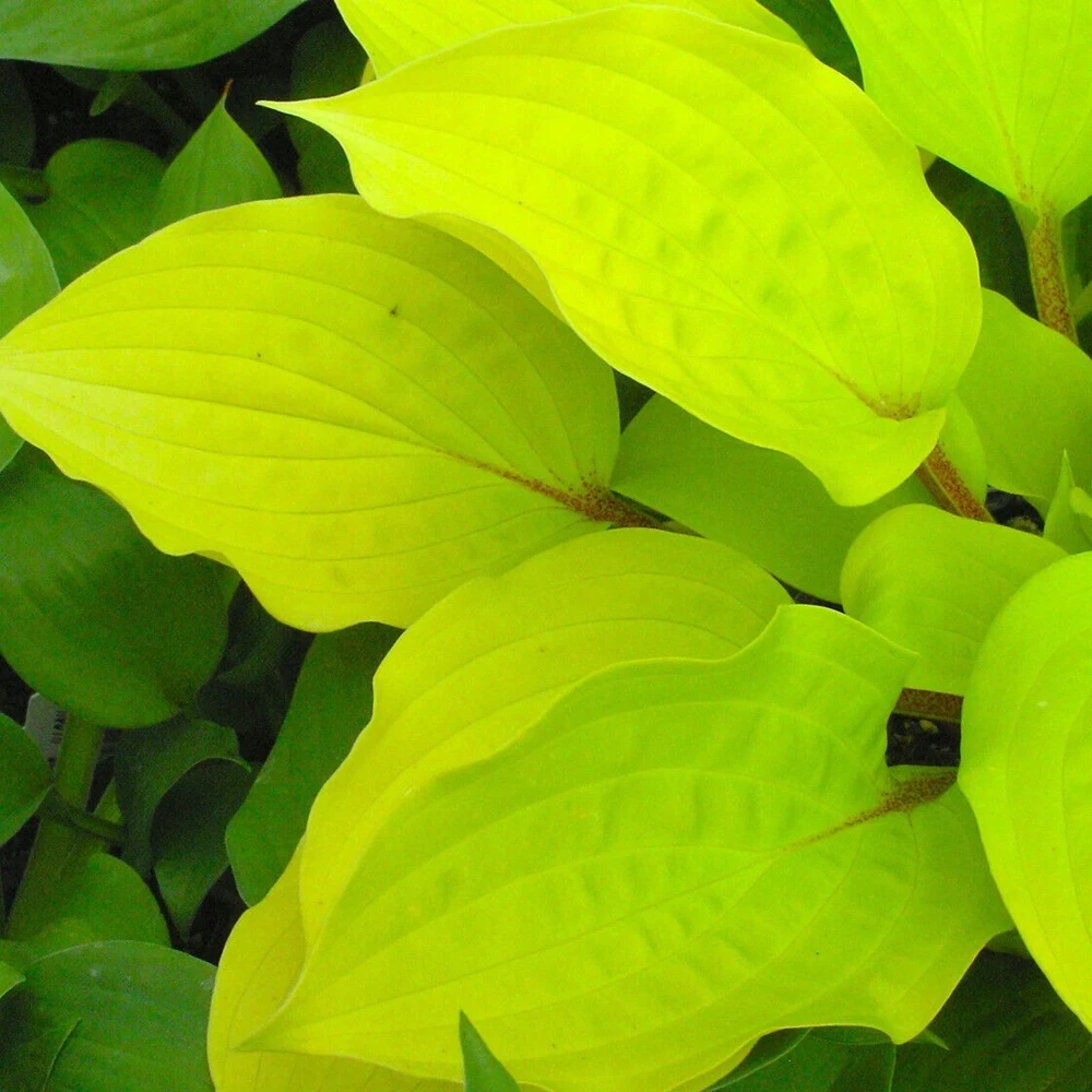 Hosta 'Fire Island' Live Plant - 5.25" Pot, Red Petioles, Perennial, Shade - Image 2