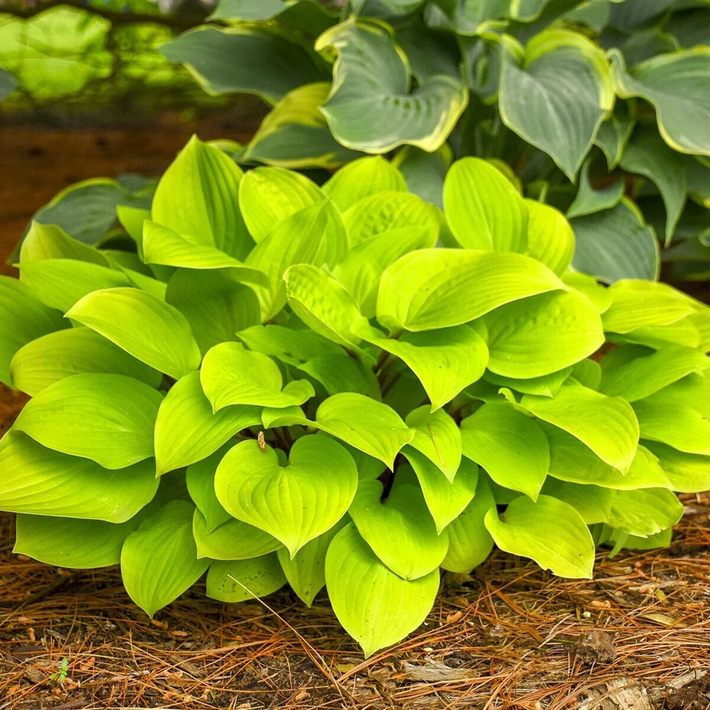 Hosta 'Fire Island' Live Plant - 5.25" Pot, Red Petioles, Perennial, Shade - Image 3