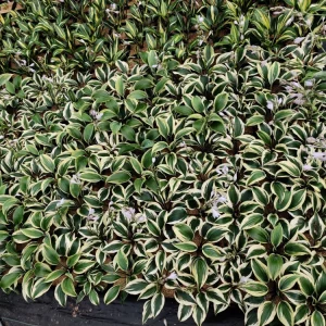 Hosta Firn Line Live Plant - 5.25