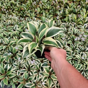 Hosta Firn Line Live Plant - 5.25