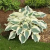 Hosta Firn Line Live Plant - 5.25" Pot, Perennial Shade, Unique Leaves - Image 1