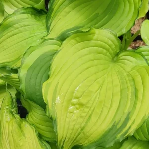 Hosta First Dance Live Plant - 5.25