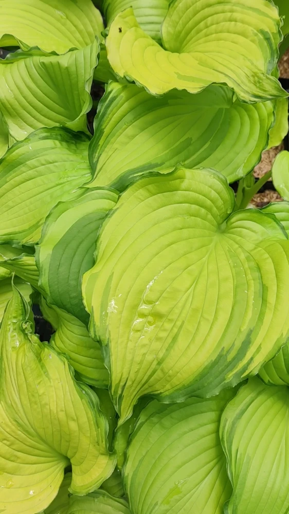 Hosta First Dance Live Plant - 5.25" Pot, Perennial Shade Hostas - Image 2