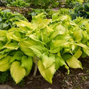 Hosta First Dance Live Plant - 5.25