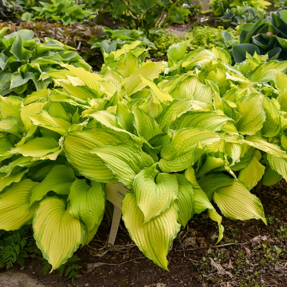 Hosta First Dance Live Plant - 5.25" Pot, Perennial Shade Hostas - Image 3