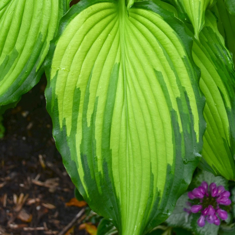 Hosta First Dance Live Plant - 5.25" Pot, Perennial Shade Hostas - Image 4