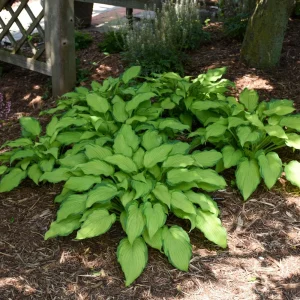 Hosta First Dance Live Plant - 5.25