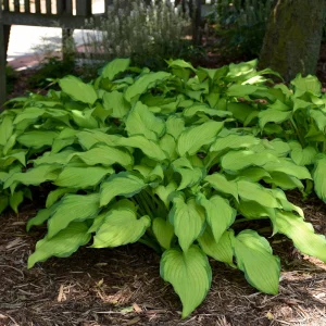 Hosta First Dance Live Plant - 5.25