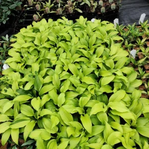 Hosta First Dance Live Plant - 5.25