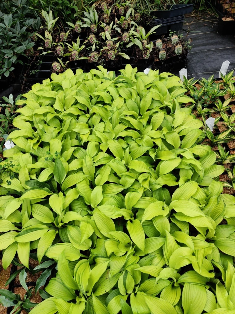 Hosta First Dance Live Plant - 5.25" Pot, Perennial Shade Hostas - Image 7