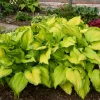 Hosta First Dance Live Plant - 5.25" Pot, Perennial Shade Hostas - Image 1