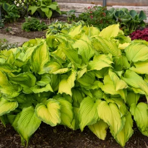 Hosta First Dance Live Plant - 5.25