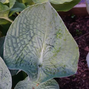 Hosta Flash Freeze Live Plant – Well Rooted Perennial – 5.25 Inch Pot – Shade - Image 2