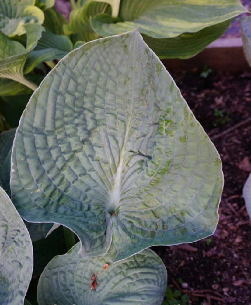 Hosta Flash Freeze Live Plant – Well Rooted Perennial – 5.25 Inch Pot – Shade - Image 2