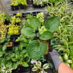 Hosta Flash Freeze Live Plant – Well Rooted Perennial – 5.25 Inch Pot – Shade - Image 3