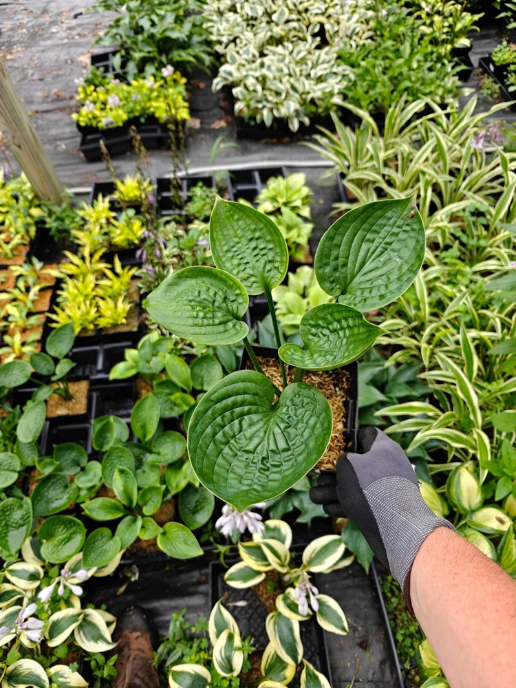 Hosta Flash Freeze Live Plant – Well Rooted Perennial – 5.25 Inch Pot – Shade - Image 3