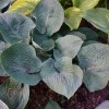 Hosta Flash Freeze Live Plant – Well Rooted Perennial – 5.25 Inch Pot – Shade - Image 1