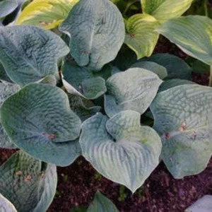 Hosta Flash Freeze Live Plant – Well Rooted Perennial – 5.25 Inch Pot – Shade - Image 1