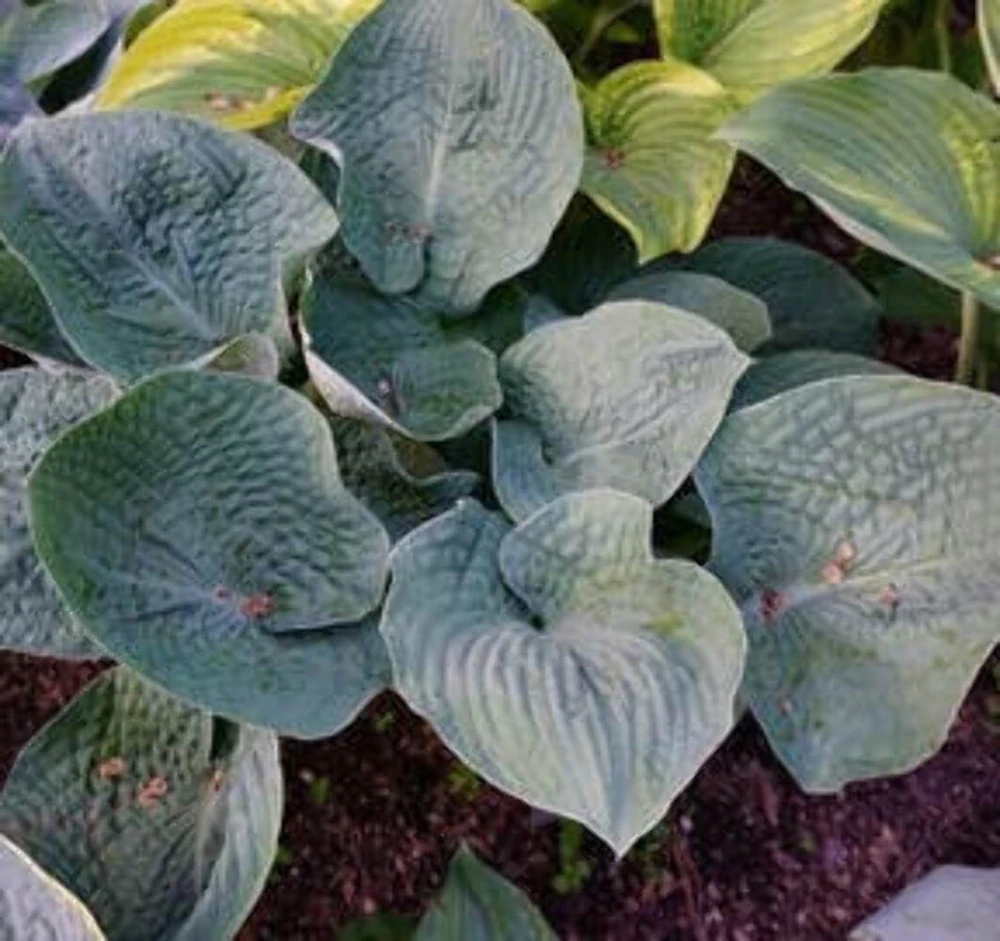 Hosta Flash Freeze Live Plant – Well Rooted Perennial – 5.25 Inch Pot – Shade - Image 1