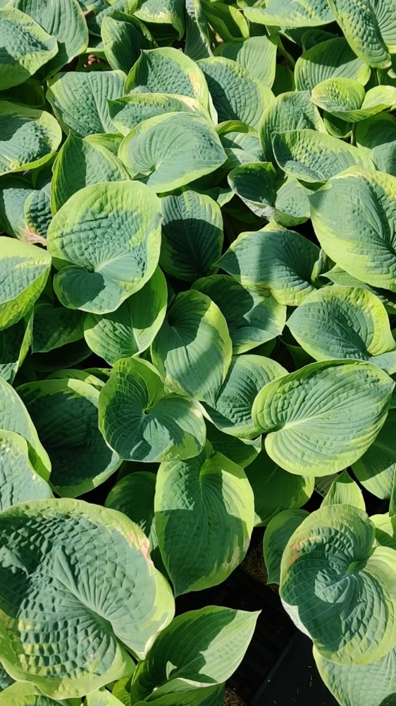 Hosta Frances Williams Live Plant – 5.25" Pot, Perennial, Blue-Green Foliage for Shade - Image 2