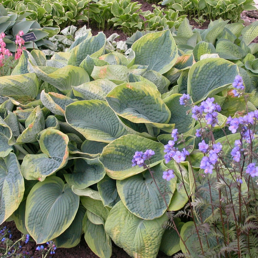 Hosta Frances Williams Live Plant – 5.25" Pot, Perennial, Blue-Green Foliage for Shade - Image 3