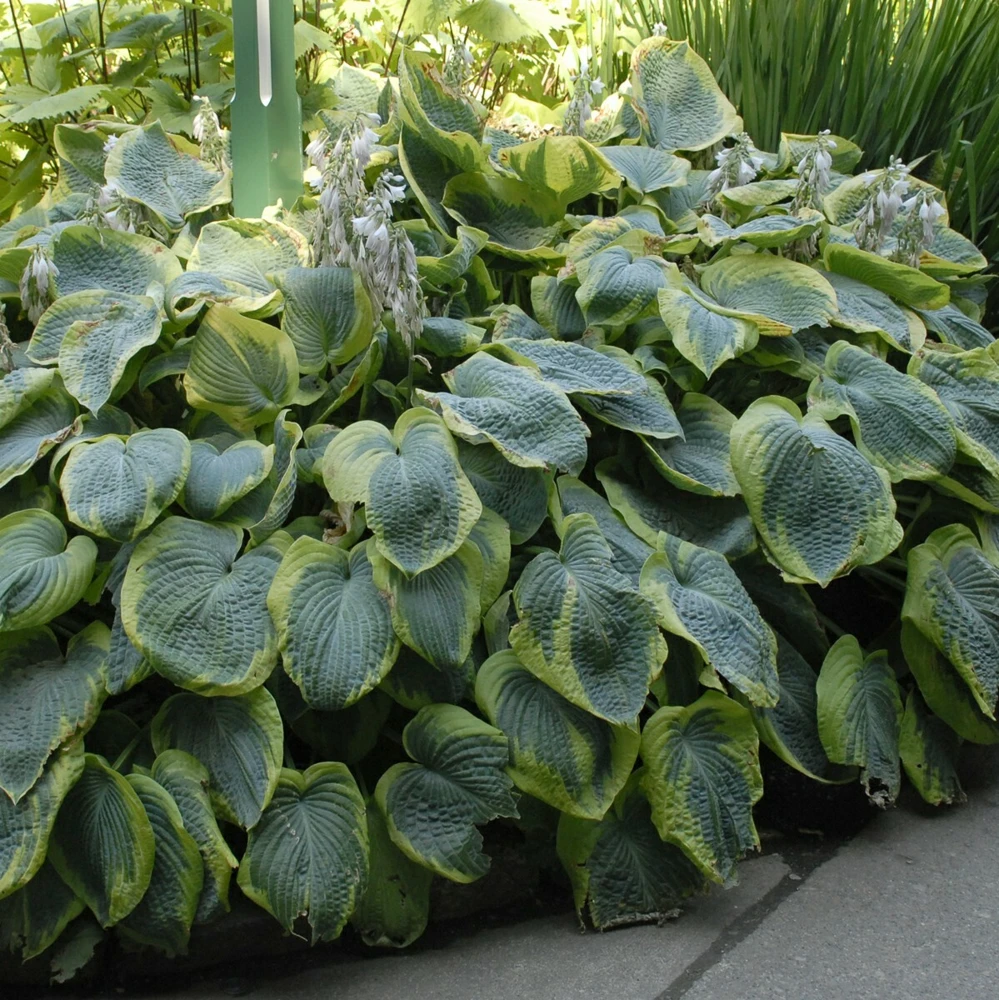 Hosta Frances Williams Live Plant – 5.25" Pot, Perennial, Blue-Green Foliage for Shade - Image 4