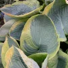 Hosta Frances Williams Live Plant – 5.25" Pot, Perennial, Blue-Green Foliage for Shade - Image 1