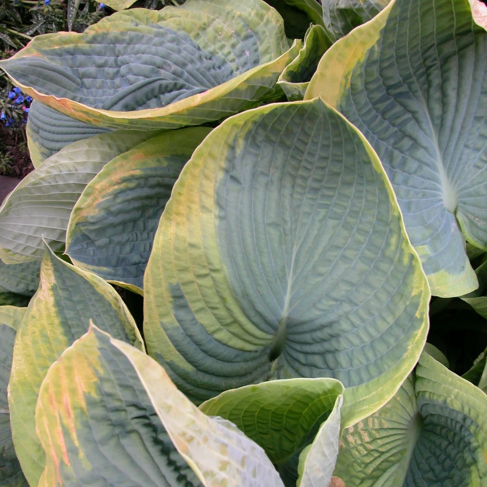 Hosta Frances Williams Live Plant – 5.25" Pot, Perennial, Blue-Green Foliage for Shade - Image 1