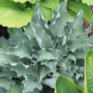 Hosta Frill Ride Live Plant 5.25