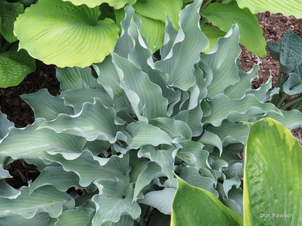 Hosta Frill Ride Live Plant 5.25" Pot - Well Rooted Perennial Shade - Image 2