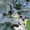 Hosta Frill Ride Live Plant 5.25" Pot - Well Rooted Perennial Shade - Image 1