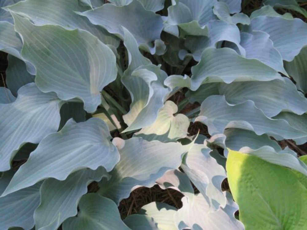 Hosta Frill Ride Live Plant 5.25" Pot - Well Rooted Perennial Shade - Image 1