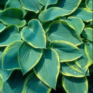 Hosta Frost Giant Live Plant - 5.25" Pot, Well-Rooted Perennial Shade - Image 2