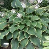 Hosta Frost Giant Live Plant - 5.25" Pot, Well-Rooted Perennial Shade - Image 1