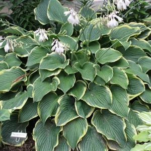 Hosta Frost Giant Live Plant - 5.25" Pot, Well-Rooted Perennial Shade - Image 1
