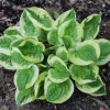 Hosta 'Fruit Loop' Live Plant 5.25" Pot - Well Rooted Perennial Shade Plant - Image 1