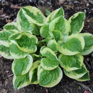 Hosta 'Fruit Loop' Live Plant 5.25" Pot - Well Rooted Perennial Shade Plant - Image 1
