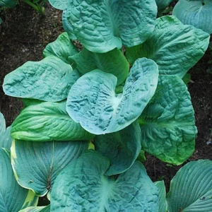 Hosta Generation X Live Plant - 5.25 inch Pot, Well Rooted Perennial - Image 2