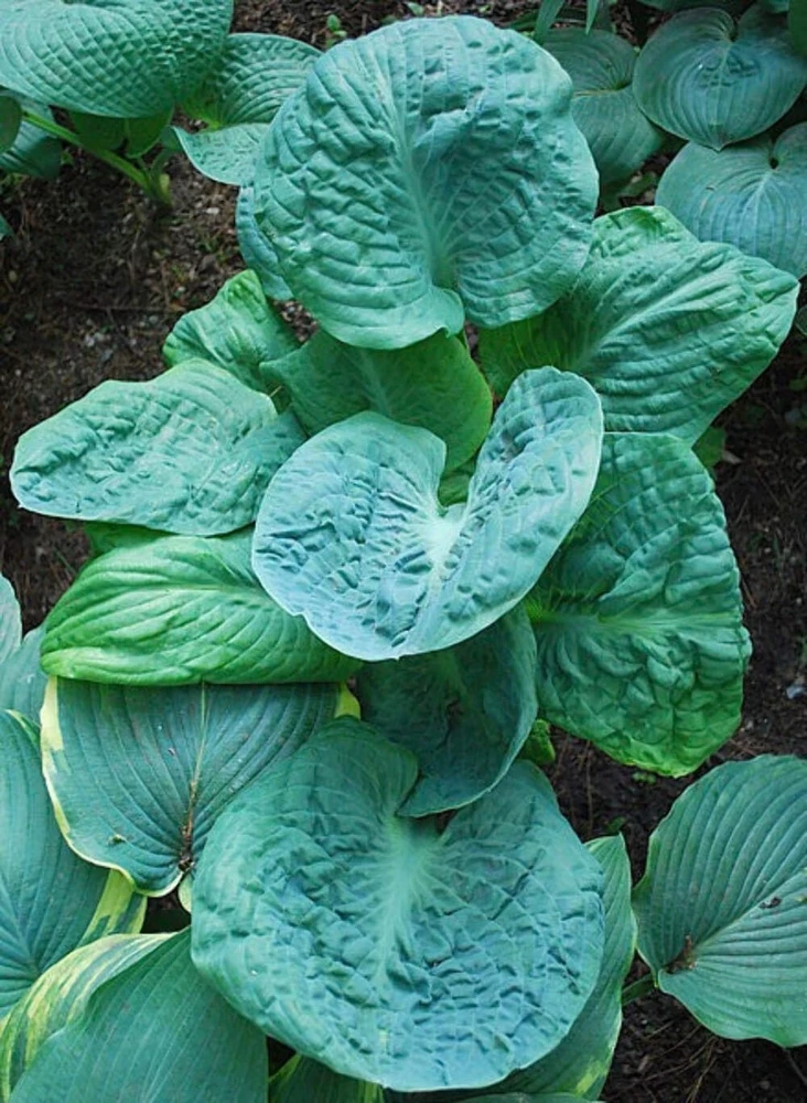 Hosta Generation X Live Plant - 5.25 inch Pot, Well Rooted Perennial - Image 2