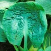 Hosta Generation X Live Plant - 5.25 inch Pot, Well Rooted Perennial - Image 1
