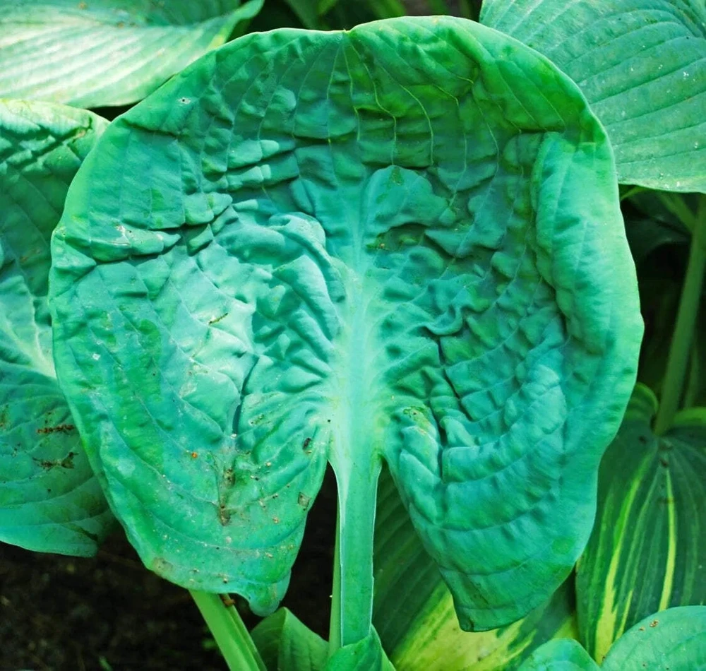 Hosta Generation X Live Plant - 5.25 inch Pot, Well Rooted Perennial - Image 1